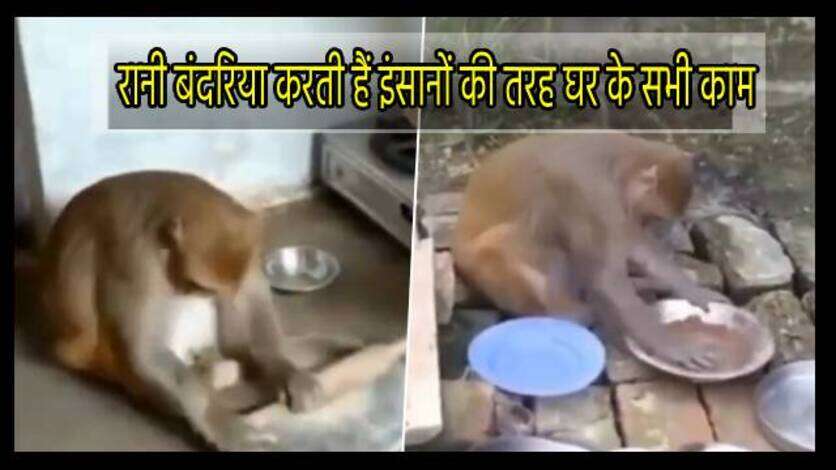 रायबरेली की रानी बंदरिया, करती हैं पूरे घर के काम, वीडियो देखकर आप भी कहेंगे- OMG!