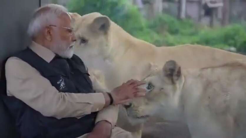 गुजरात में PM Modi ने किया &lsquo;वनतारा&rsquo; वाइल्डलाइफ का उद्घाटन, शावकों को खिलाया और दुलारा