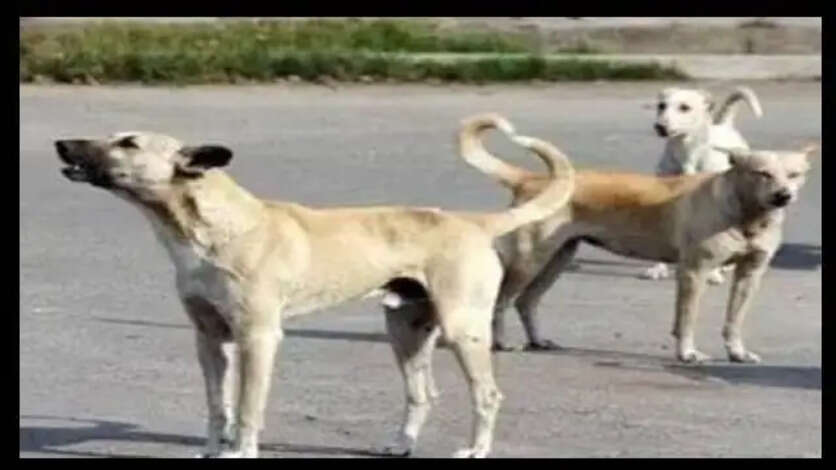 Dog