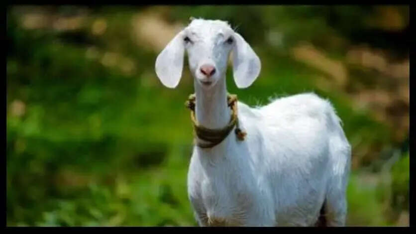Goat